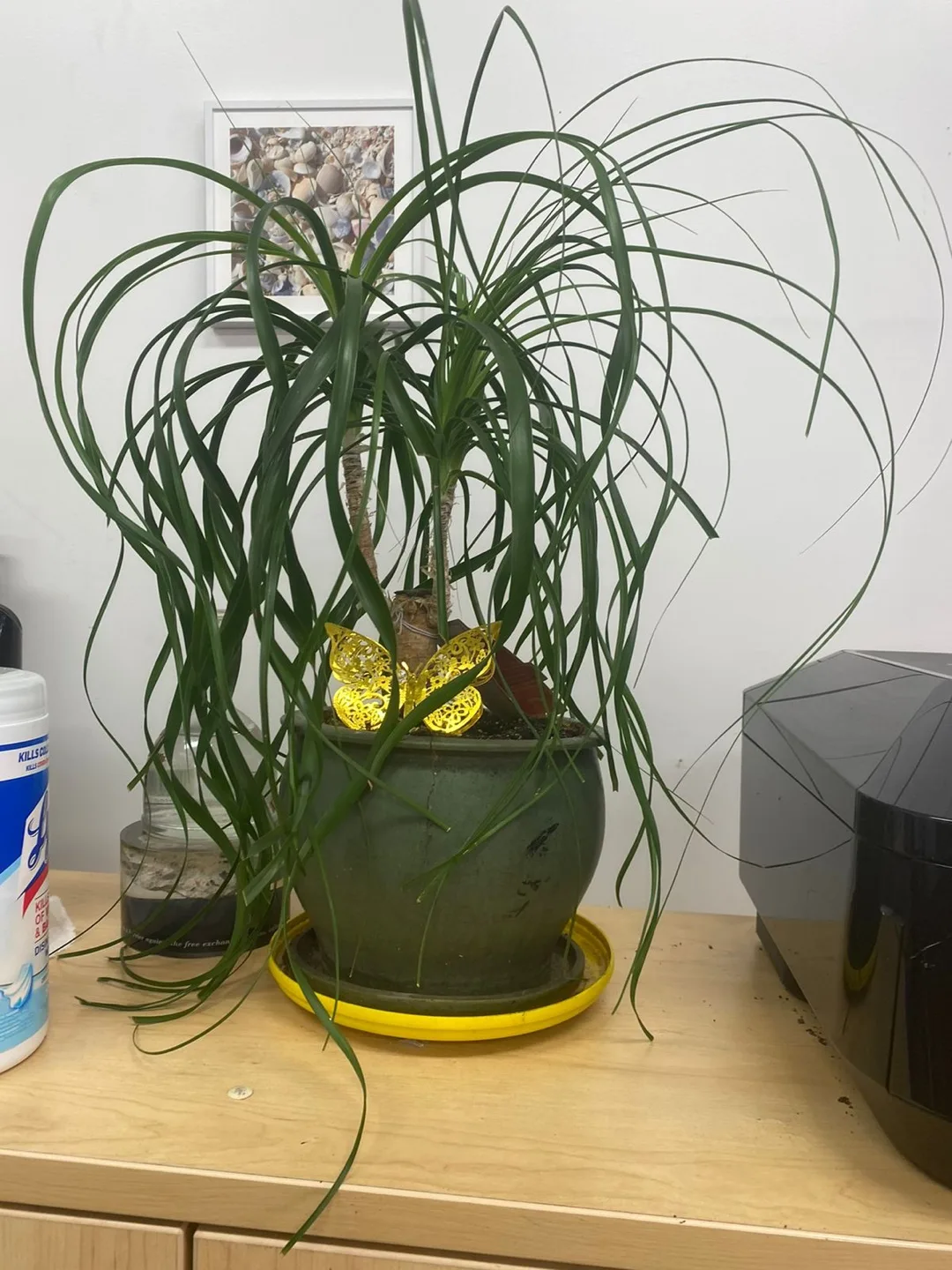 Plants and table with chairs image indicator(6)