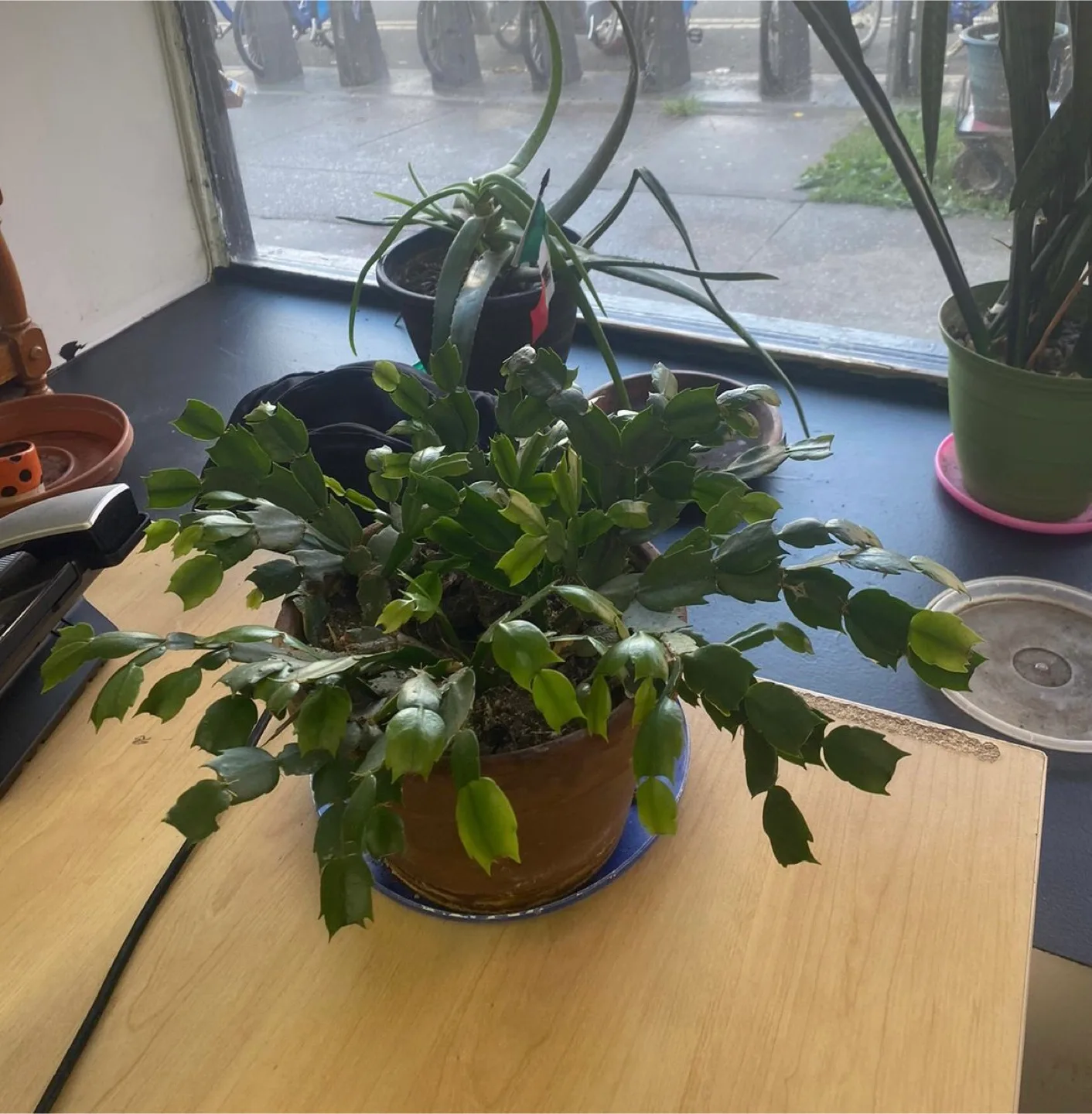 Plants and table with chairs image indicator(8)