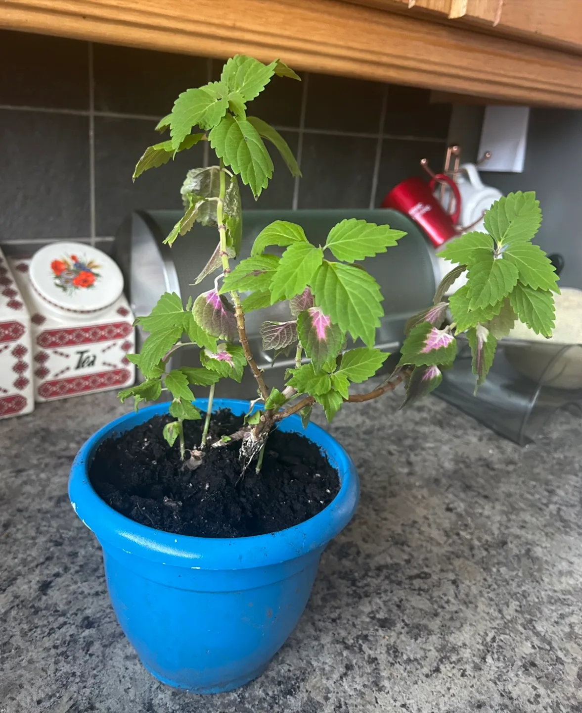 Potted Coleus Plant thumbnail