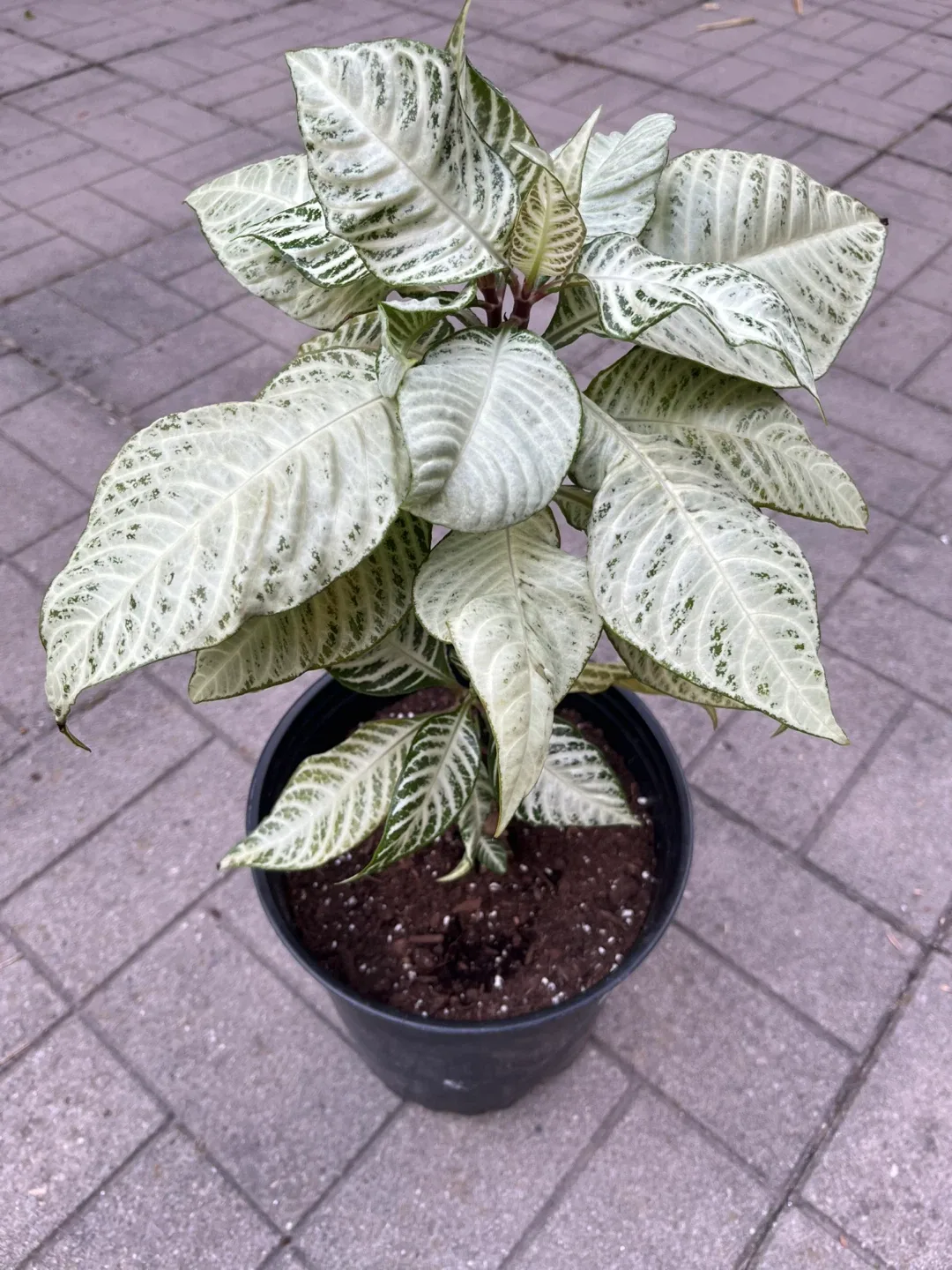 Aphelendra Snowflake in a large pot thumbnail