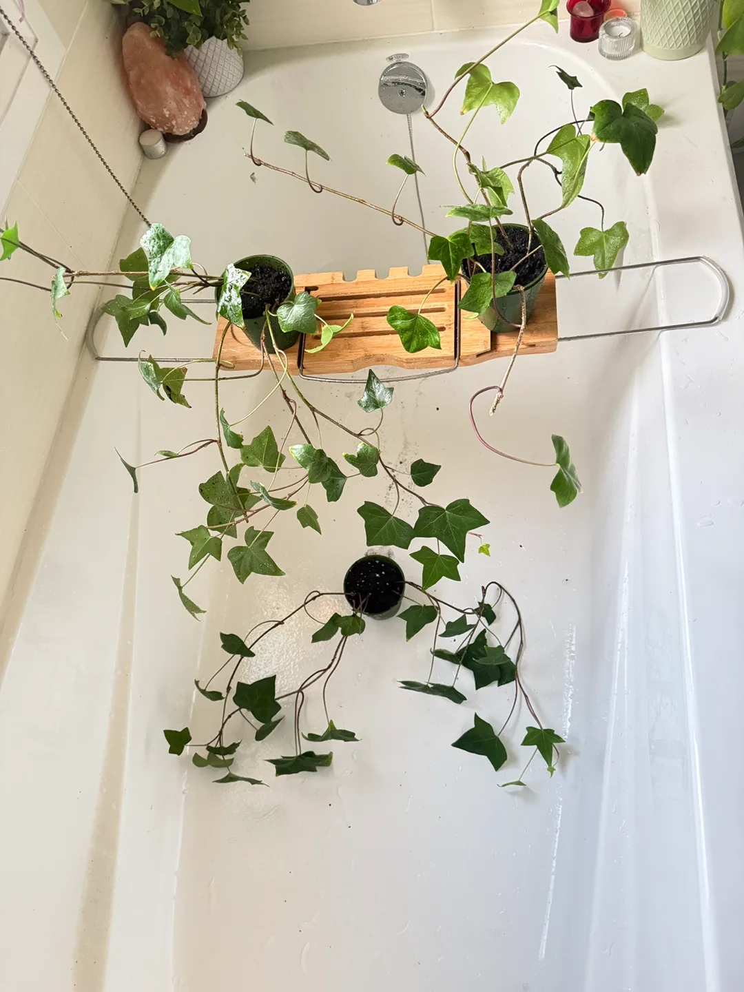 Small plants image indicator(3)