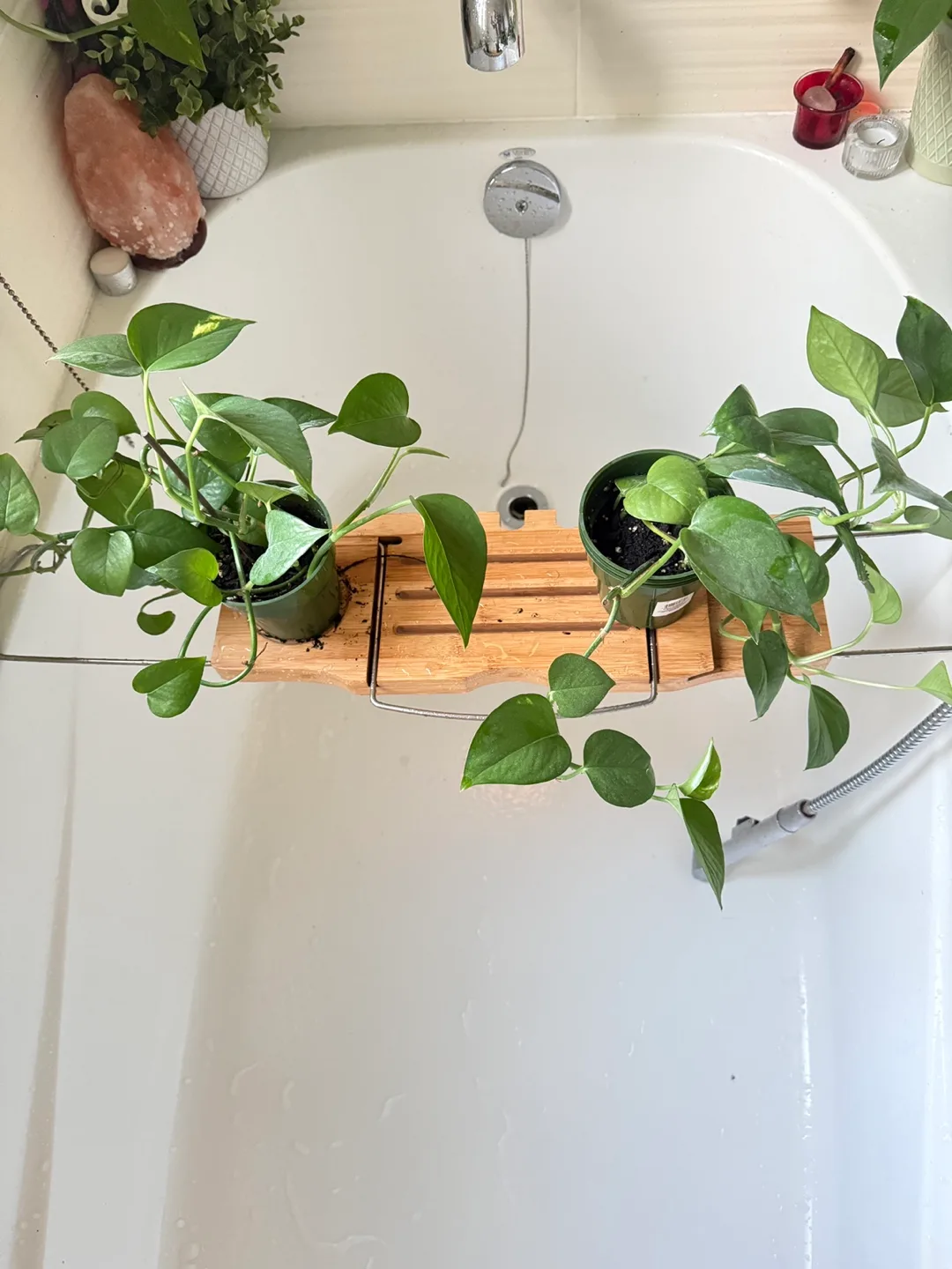 Small plants image indicator(2)