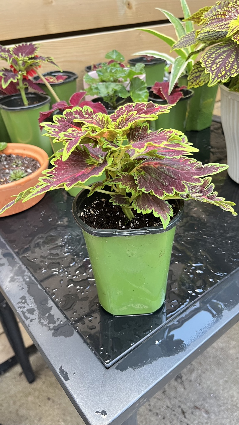 Indoor Coleus Plant - photo 4