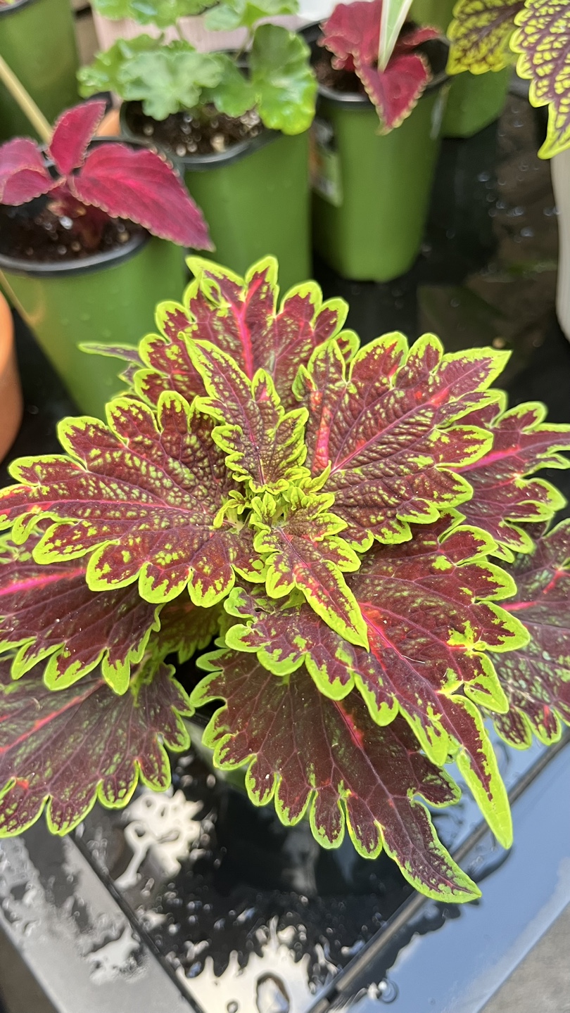 Indoor Coleus Plant - photo 3