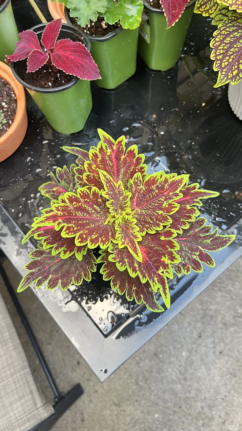 Indoor Coleus Plant - photo 2