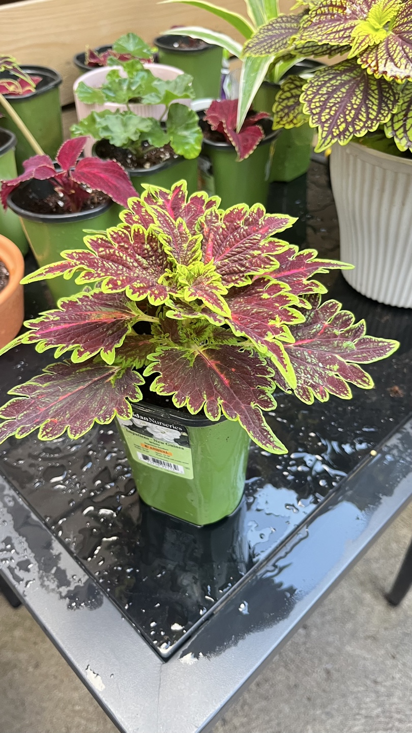 Indoor Coleus Plant