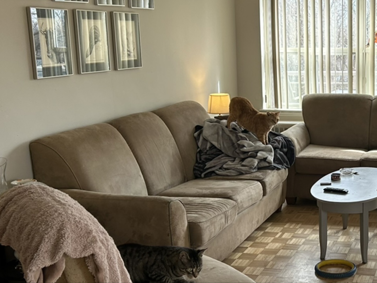 Free couch with extra cushions