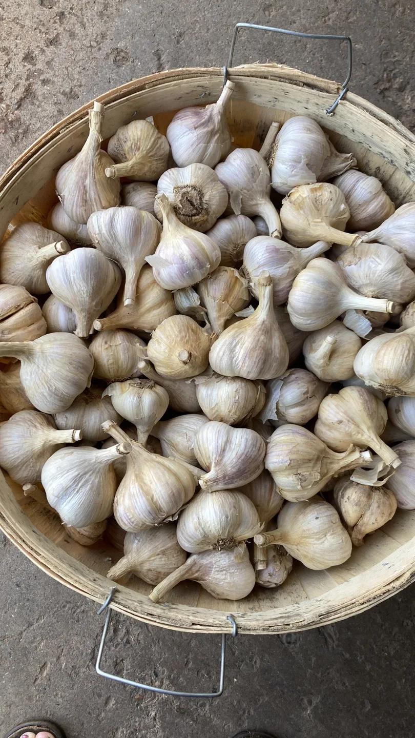 Organic Garlic & Garlic Powder image indicator(3)