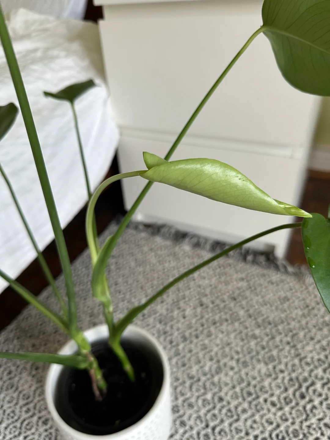 Monstera Plant (Largest Leaf: 20 cm) image indicator(5)