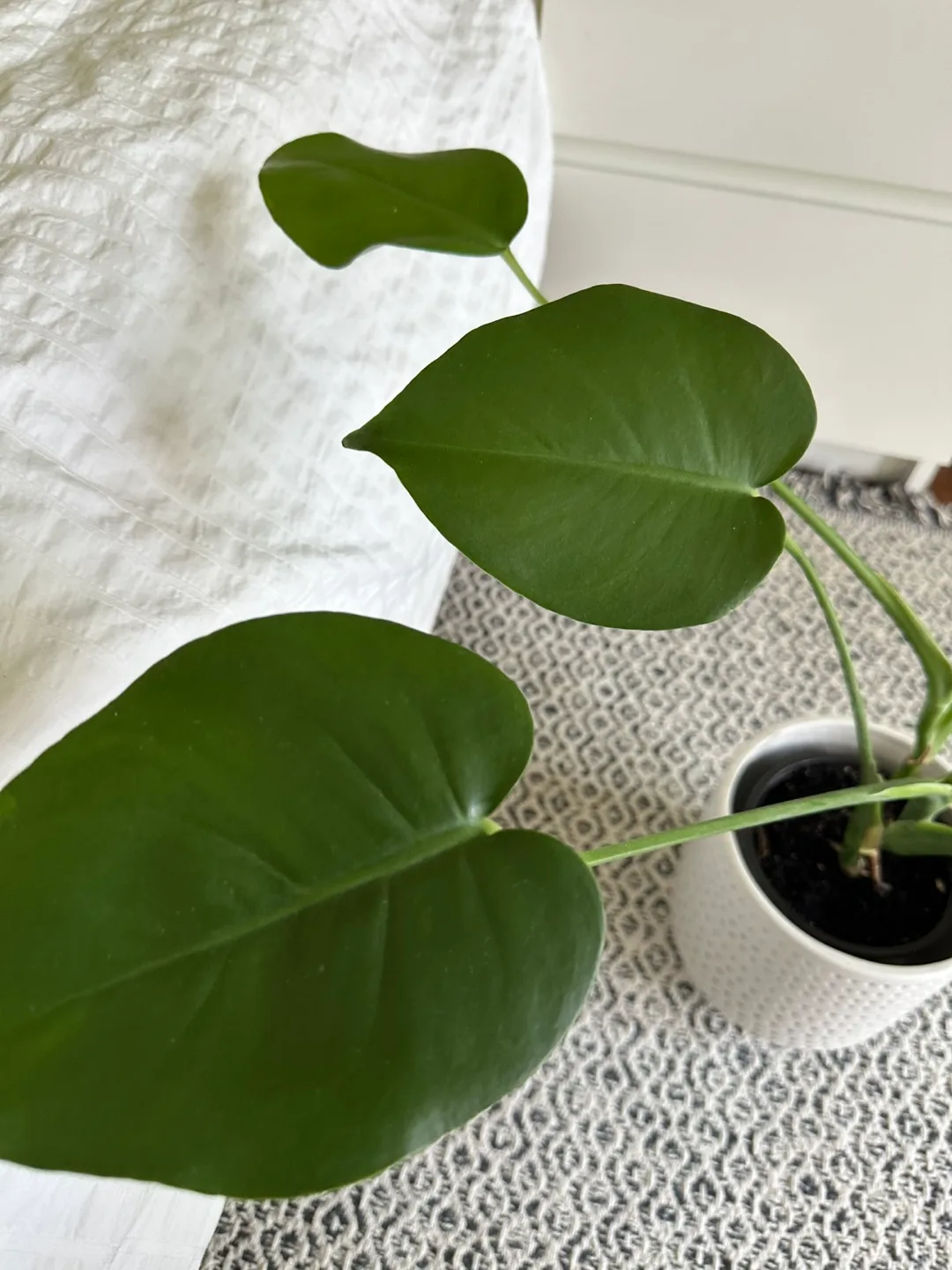 Monstera Plant (Largest Leaf: 20 cm) image indicator(6)
