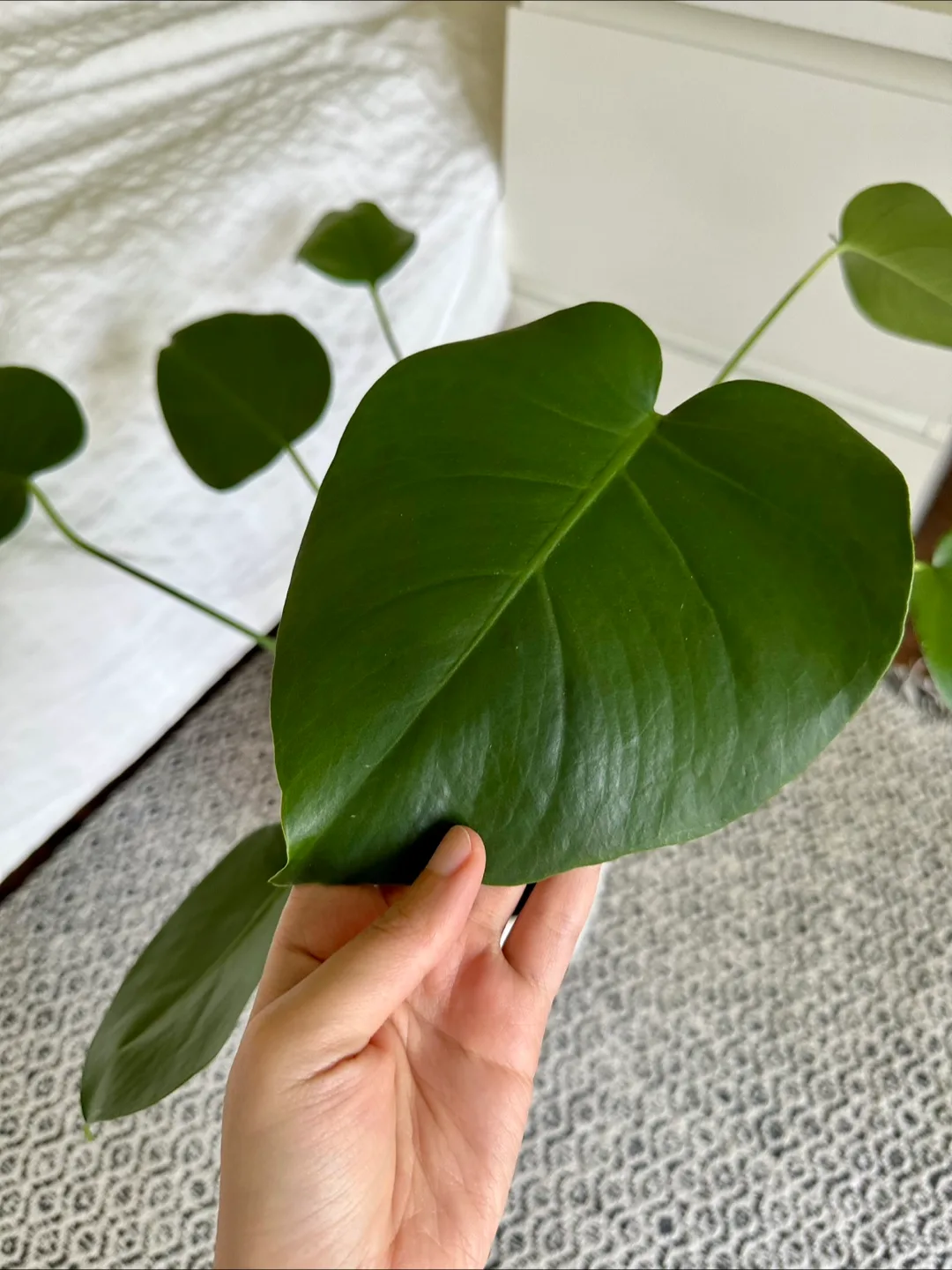 Monstera Plant (Largest Leaf: 20 cm) image indicator(2)