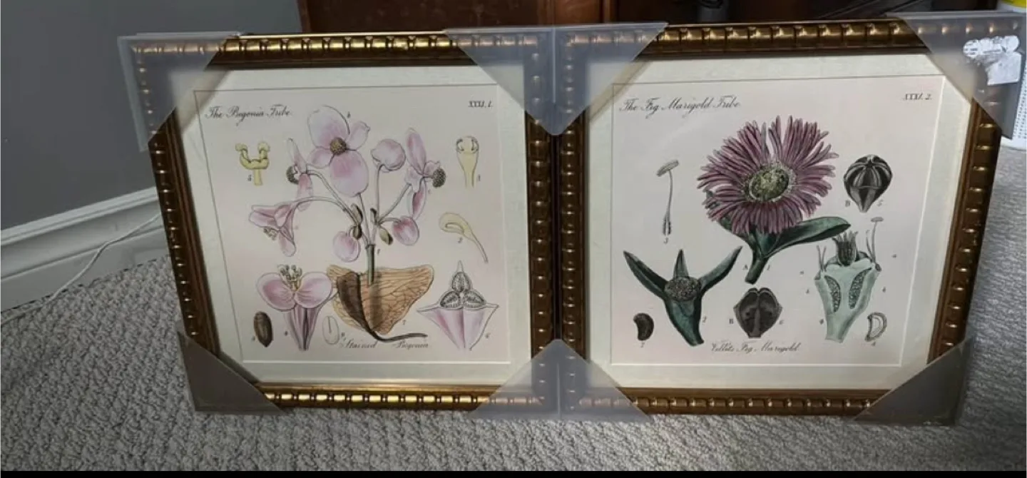 Framed Botanical Prints - Set of 2 thumbnail