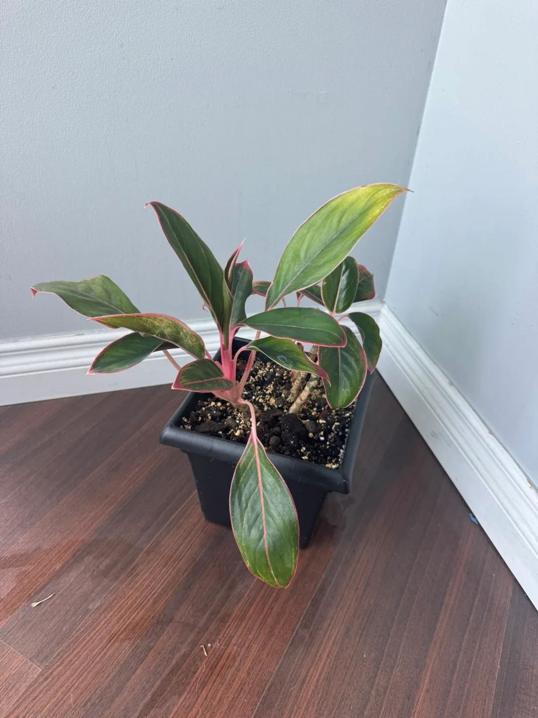 Aglaonema Plant in Black Pot- Chinese Evergreen image indicator(4)
