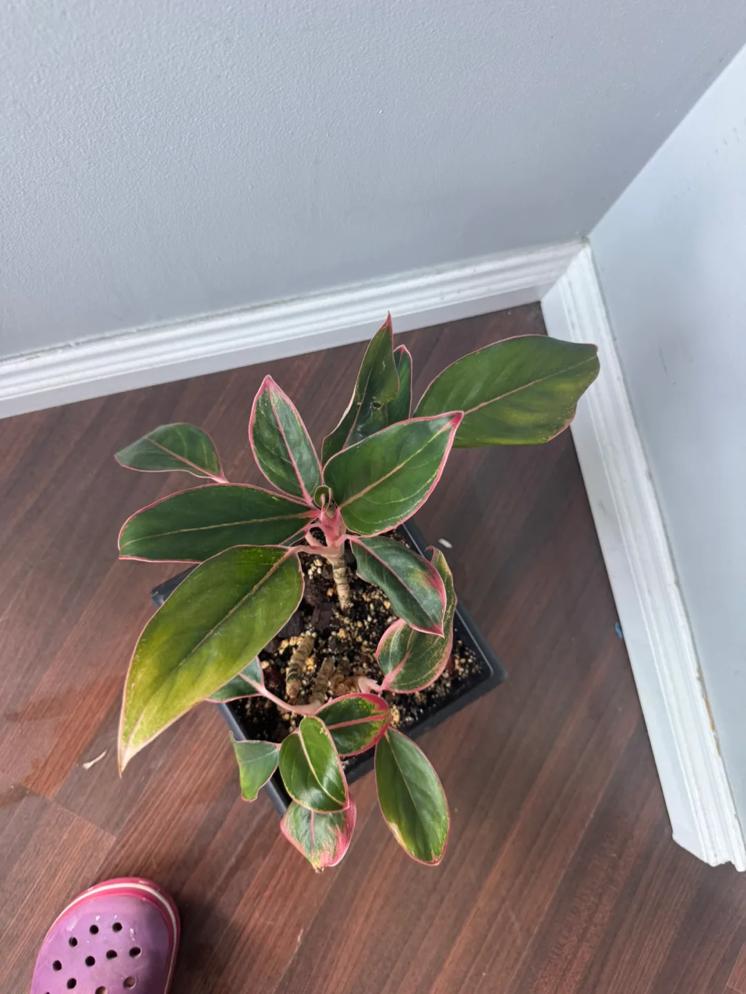 Aglaonema Plant in Black Pot- Chinese Evergreen thumbnail