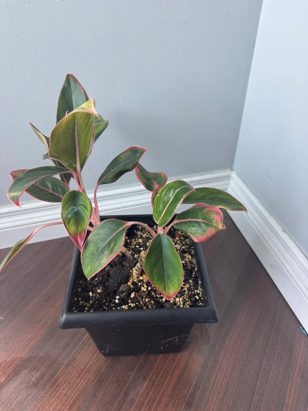 Aglaonema Plant in Black Pot- Chinese Evergreen image indicator(2)