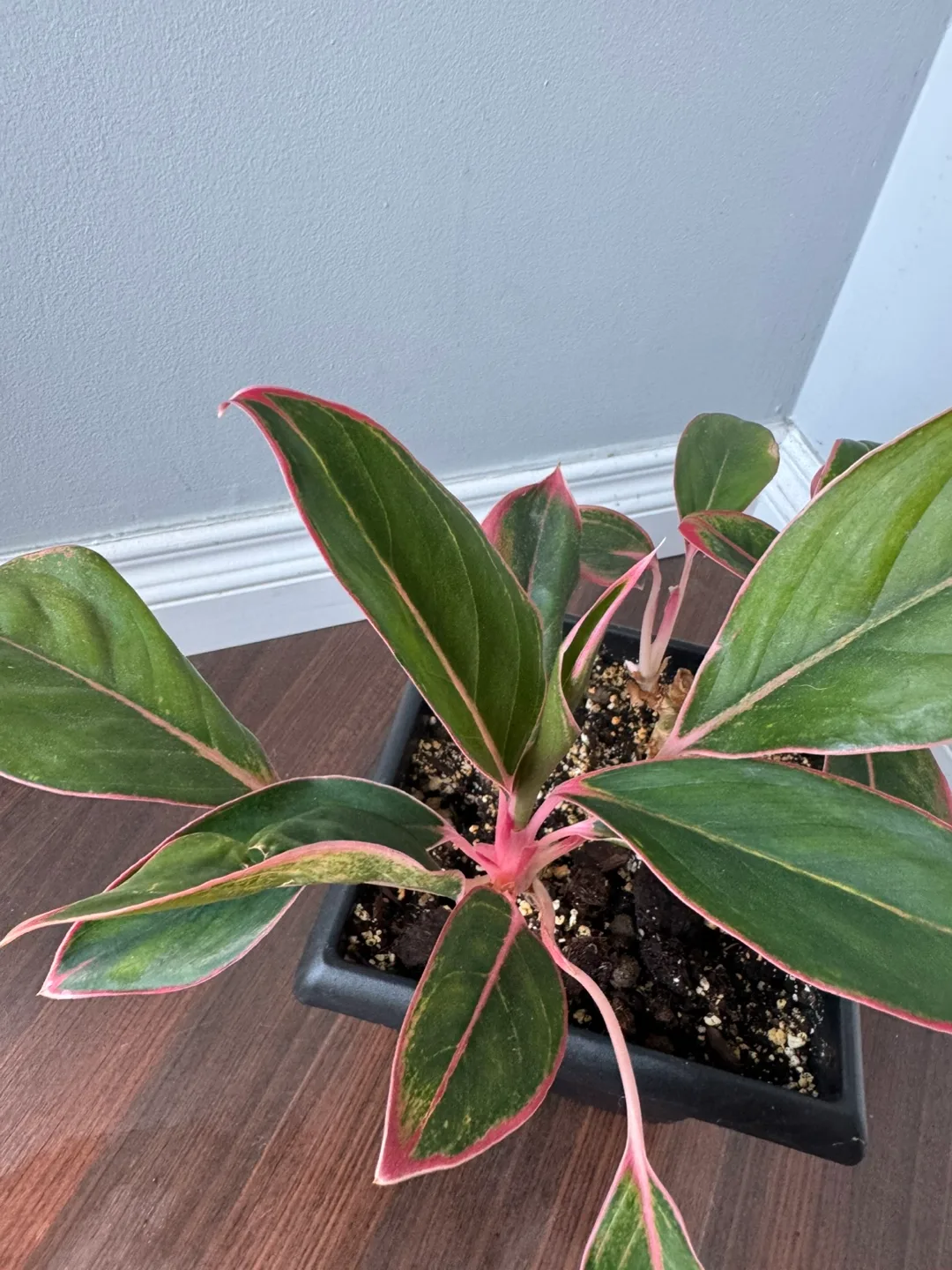 Aglaonema Plant in Black Pot- Chinese Evergreen image indicator(3)