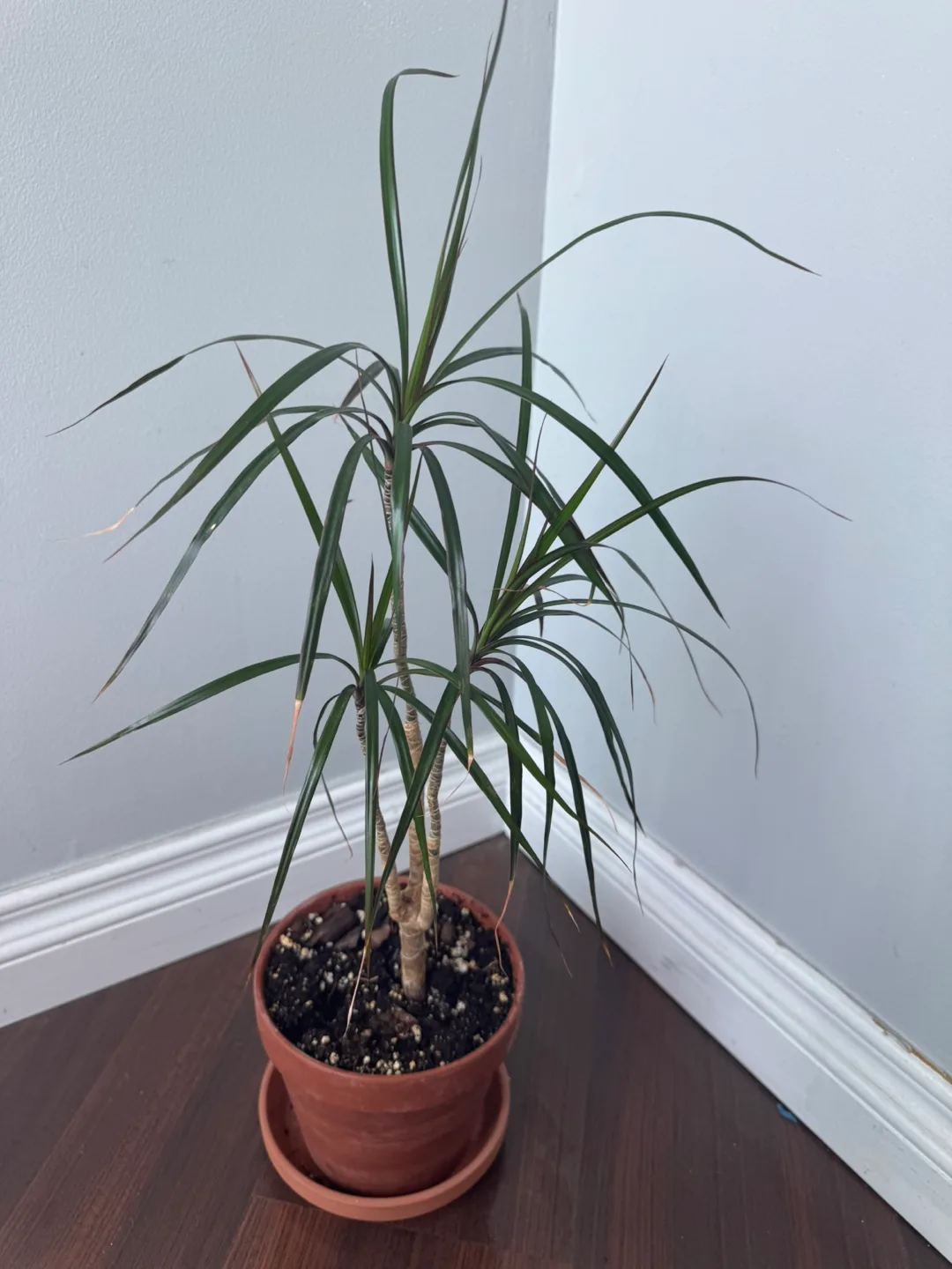 Dragon Tree in Terracotta Pot thumbnail