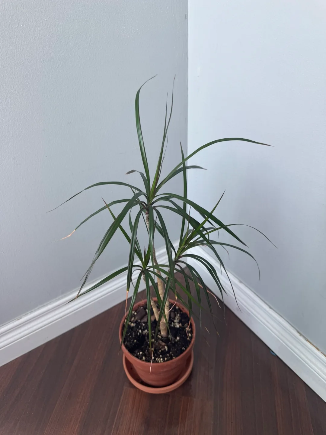 Dragon Tree in Terracotta Pot image indicator(3)