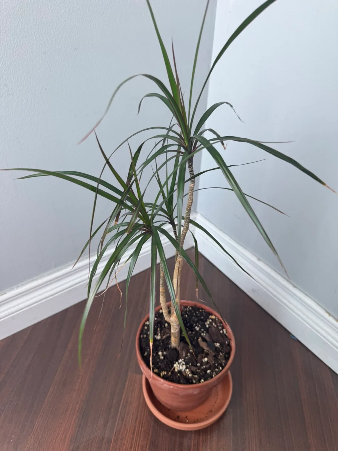 Dragon Tree in Terracotta Pot image indicator(2)