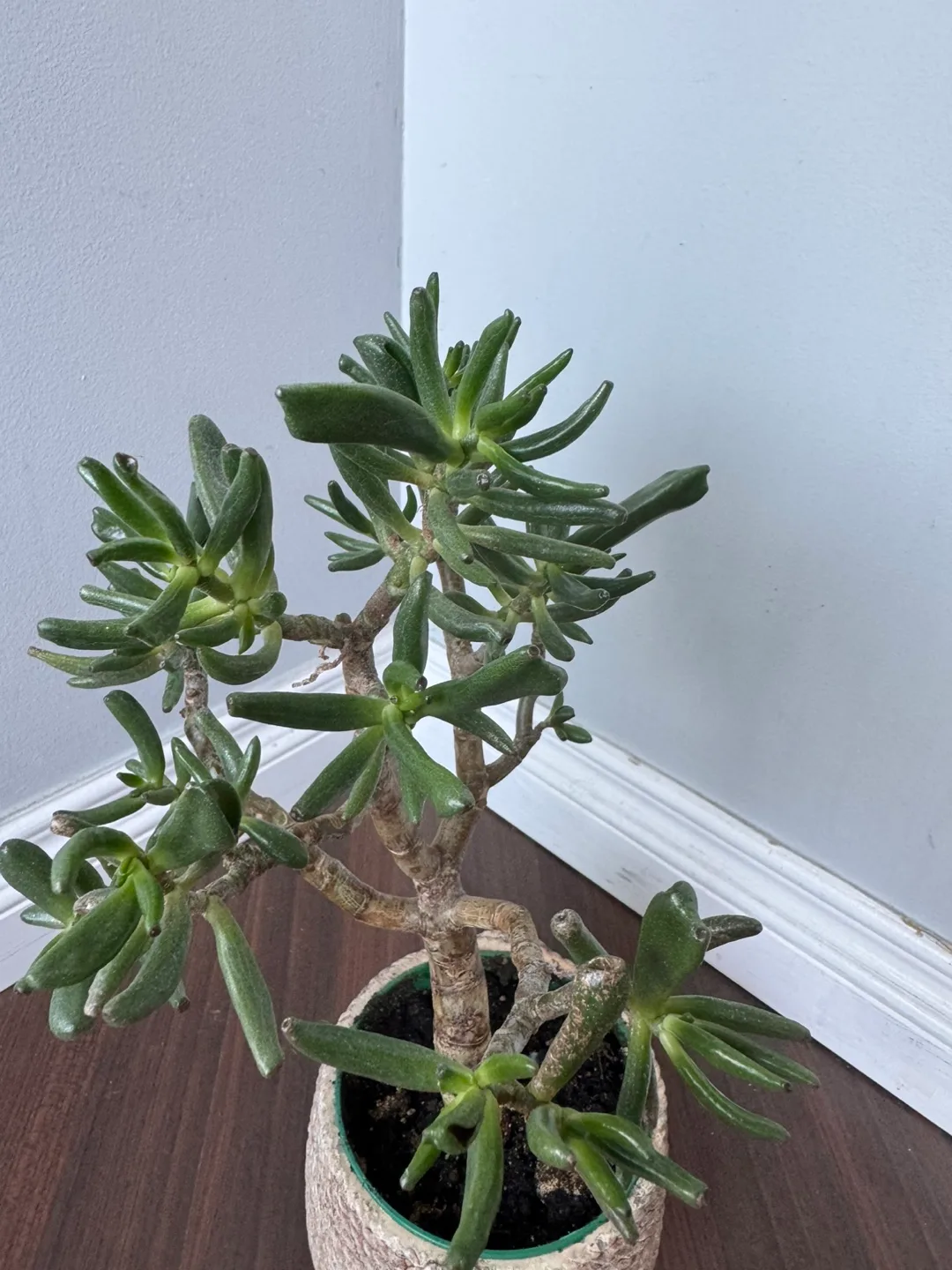 Potted Jade Plant image indicator(2)
