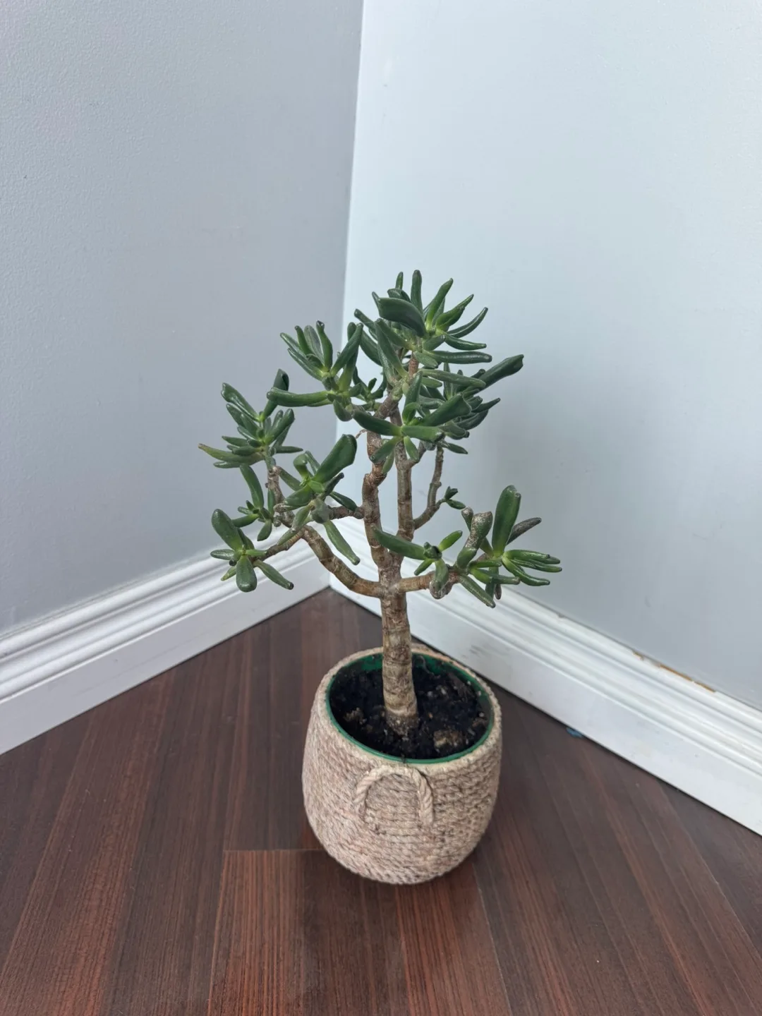 Potted Jade Plant image indicator(3)
