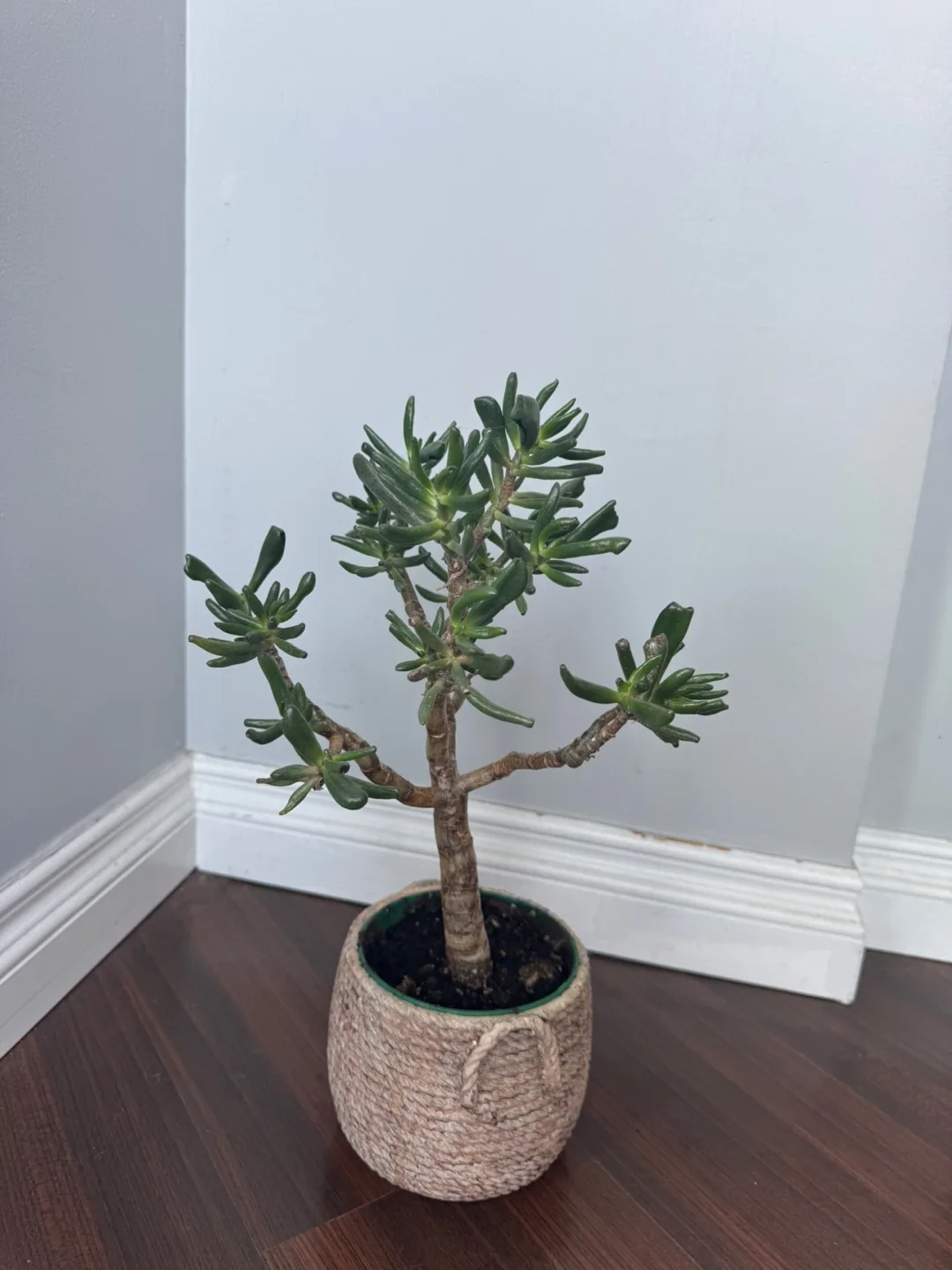 Potted Jade Plant thumbnail