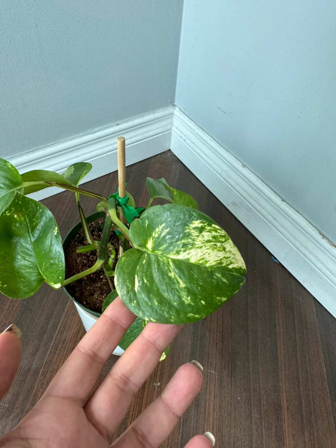 Pothos Plant image indicator(4)