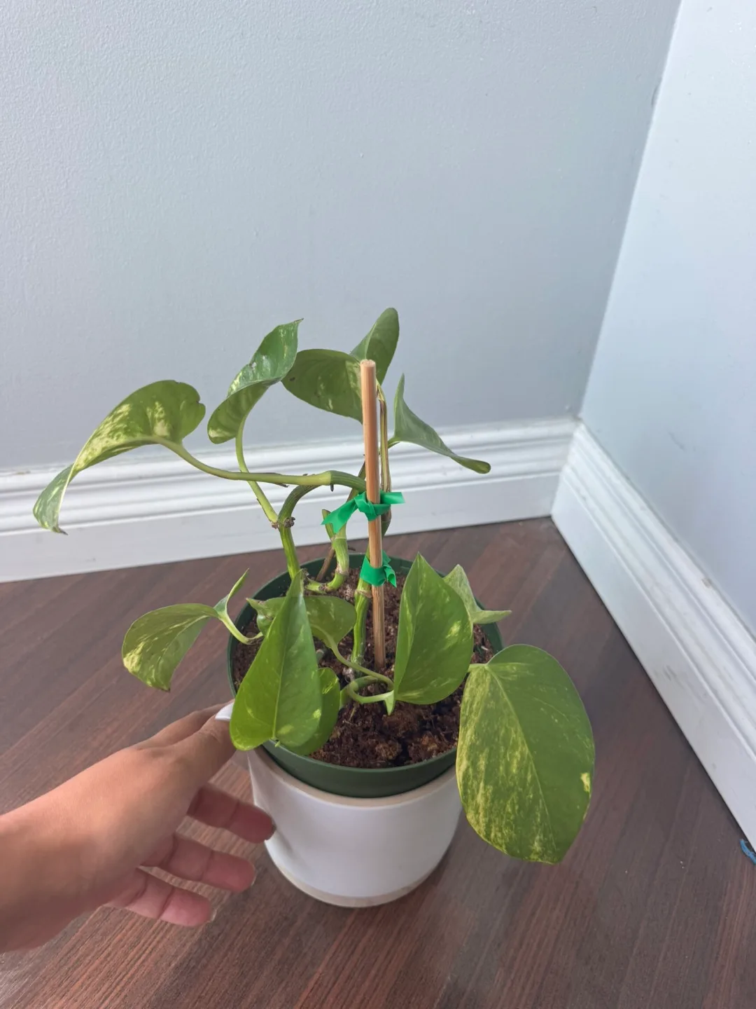 Pothos Plant image indicator(2)