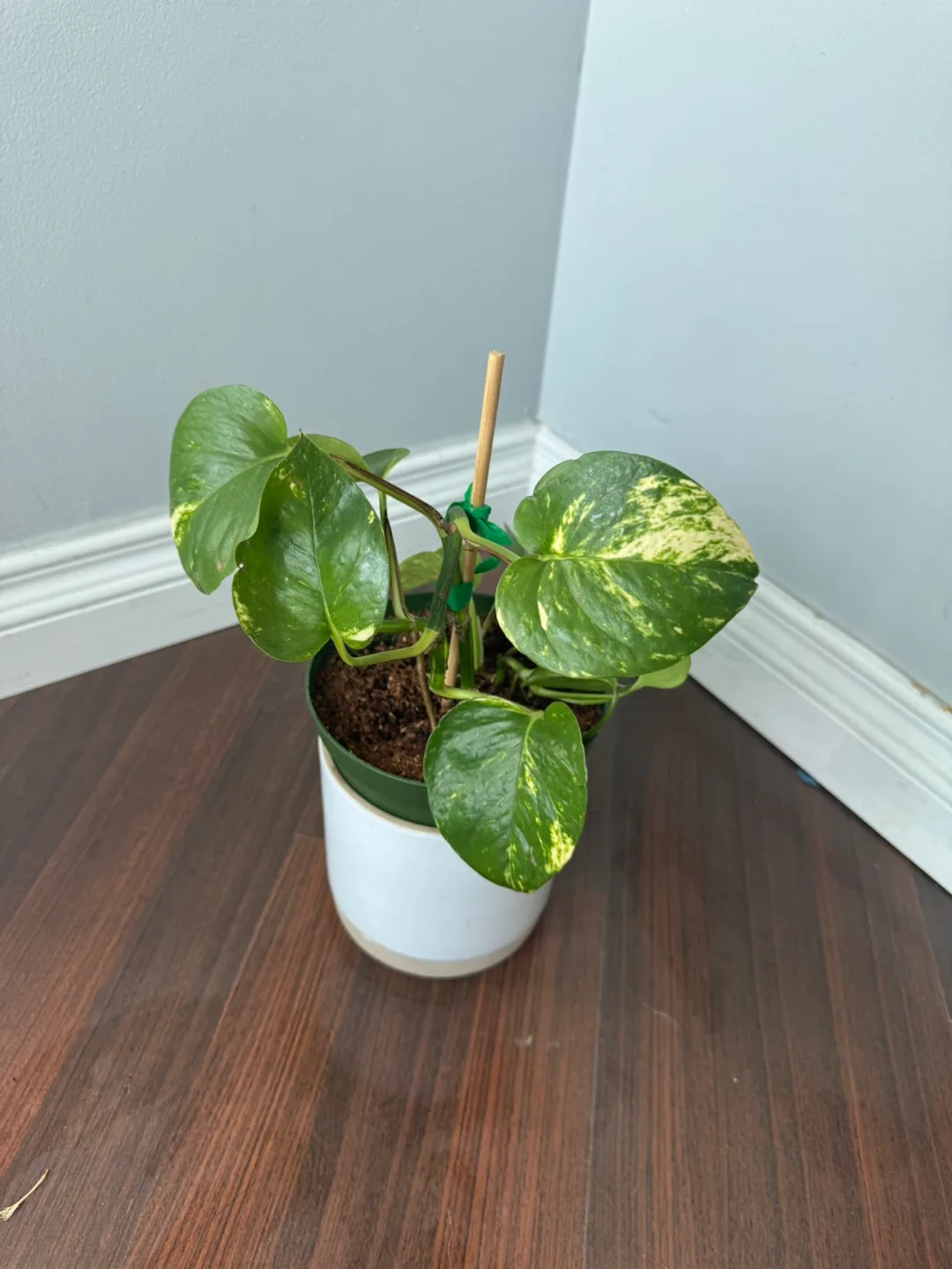 Pothos Plant image indicator(3)