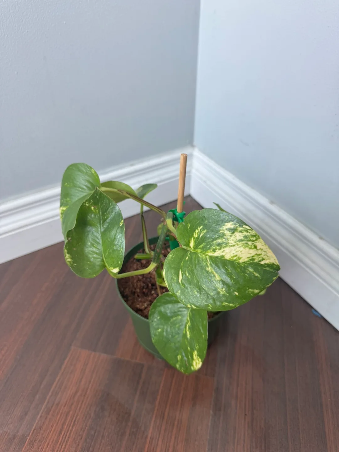 Pothos Plant thumbnail