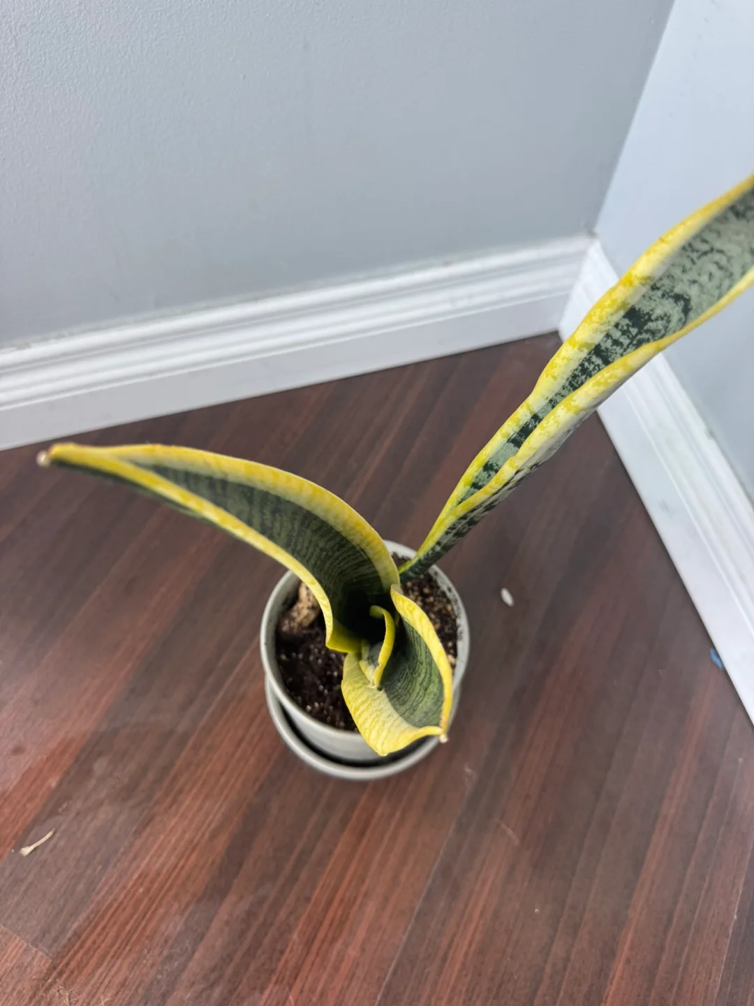 Snake Plant in Grey Pot image indicator(2)