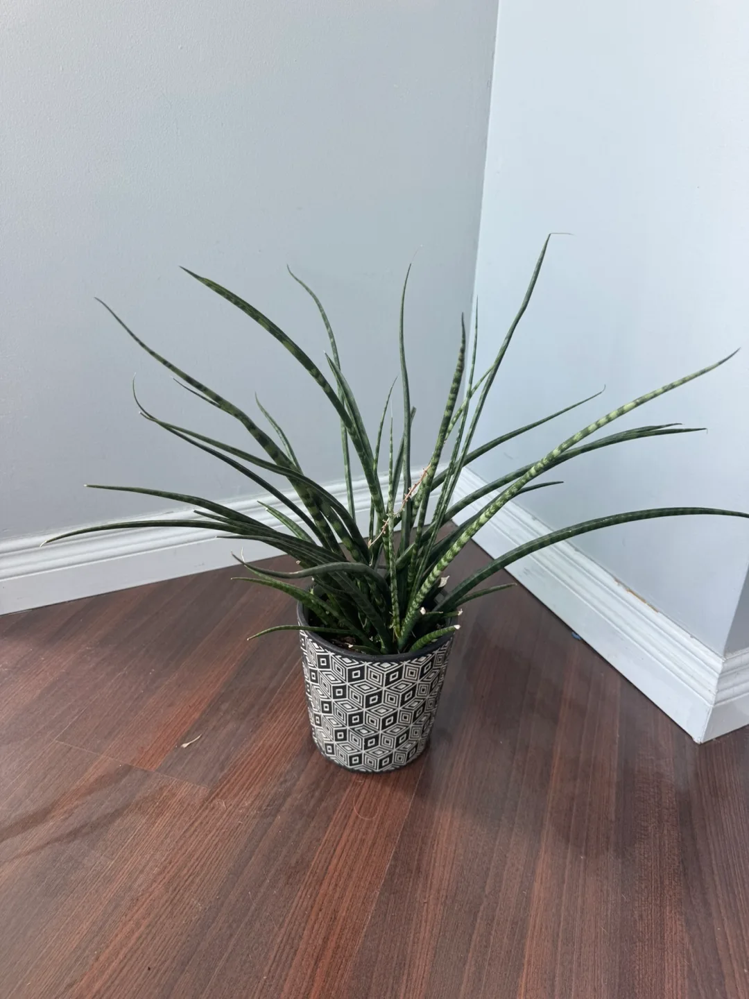 Snake Plant in Decorative Pot image indicator(2)