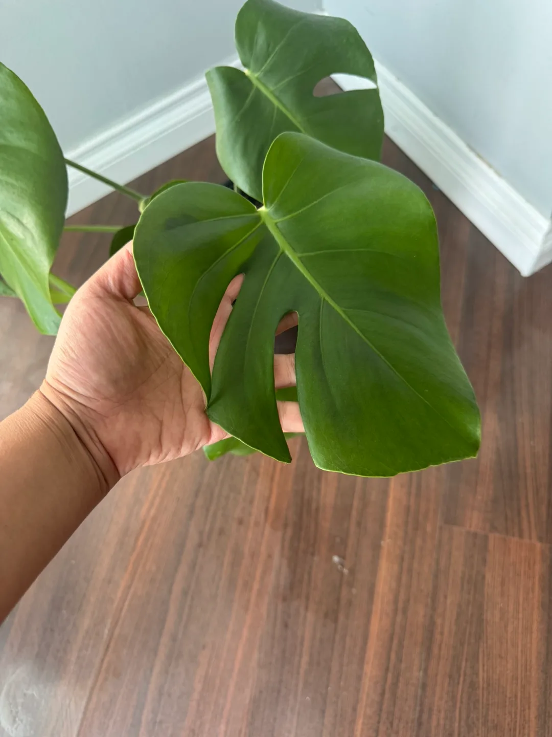 Monstera Plant image indicator(2)
