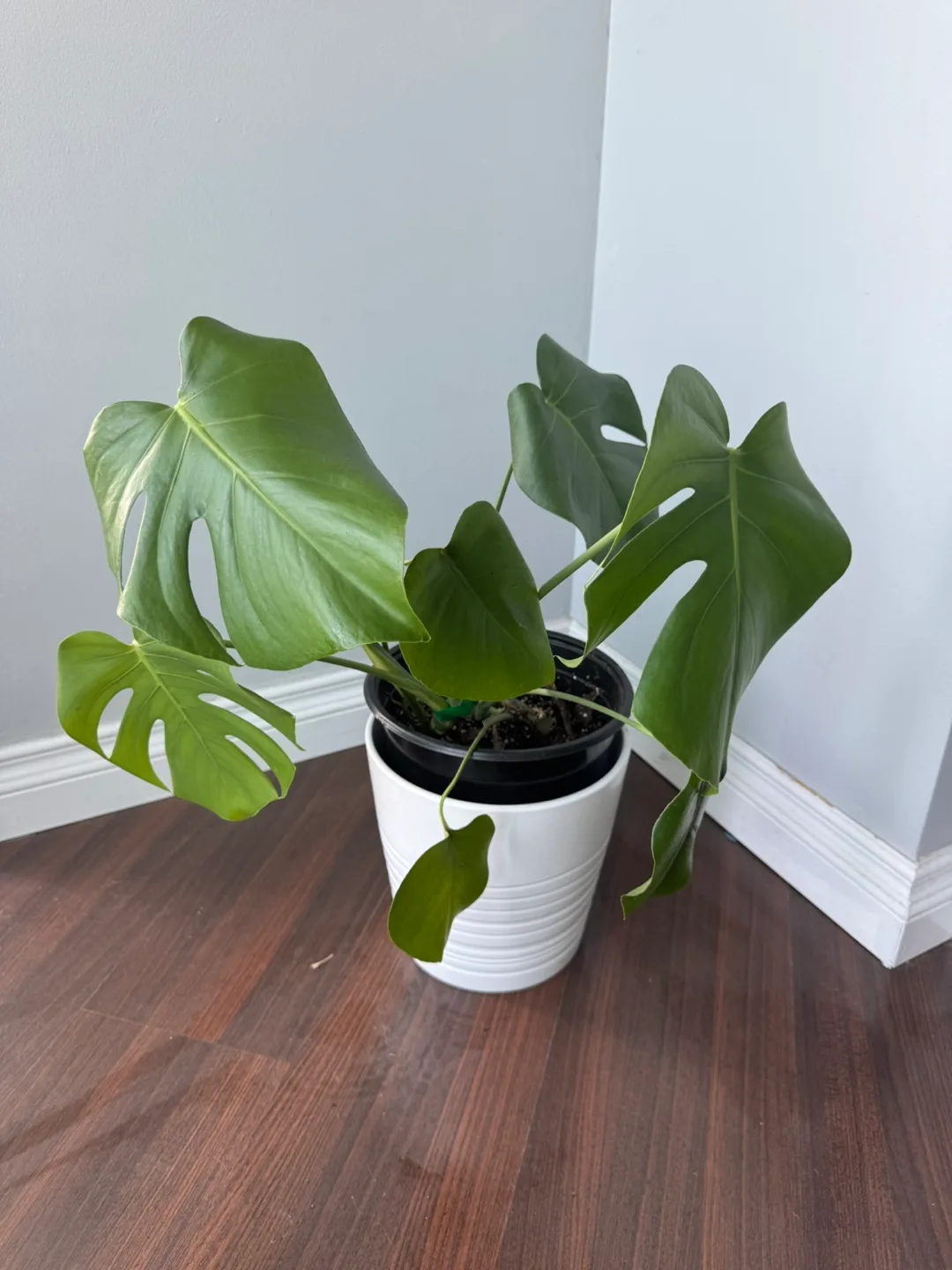 Monstera Plant image indicator(3)