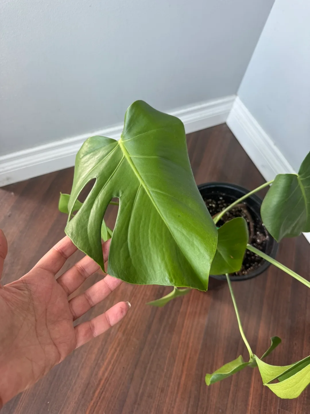 Monstera Plant image indicator(4)