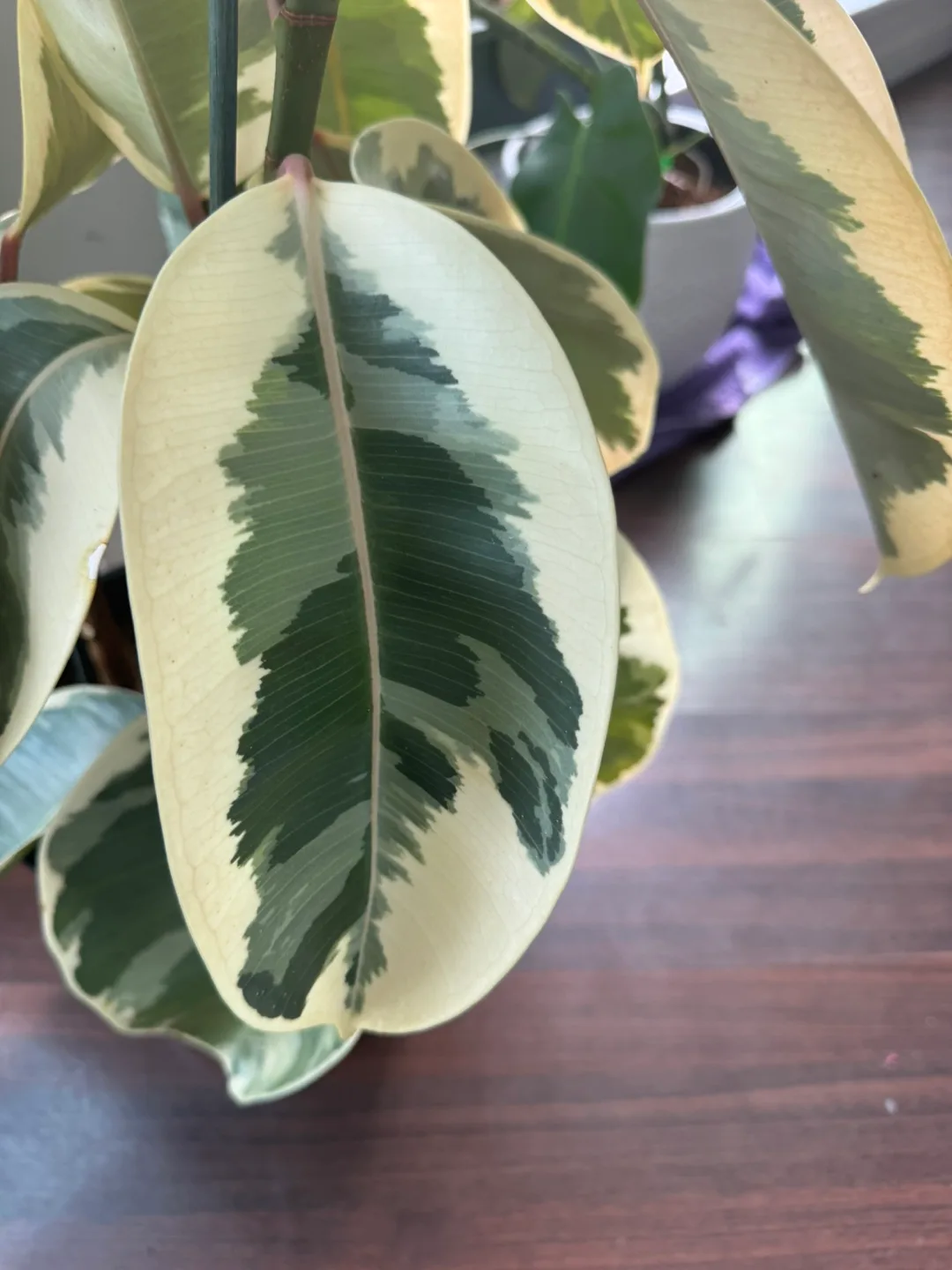 Variegated Rubber Plant image indicator(2)