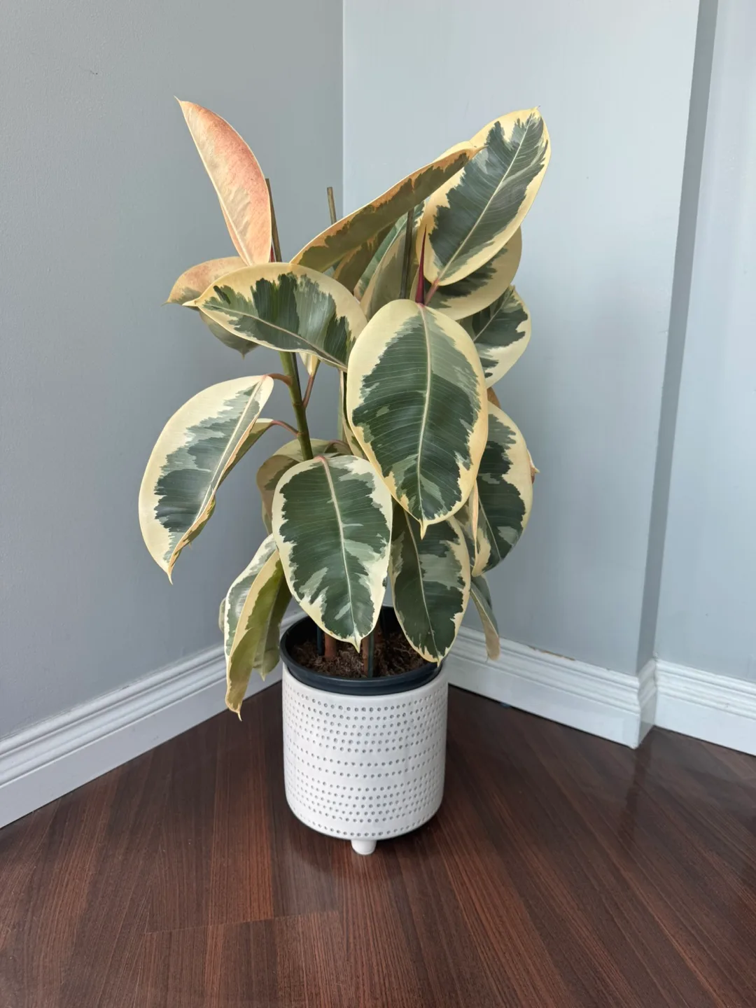 Variegated Rubber Plant thumbnail