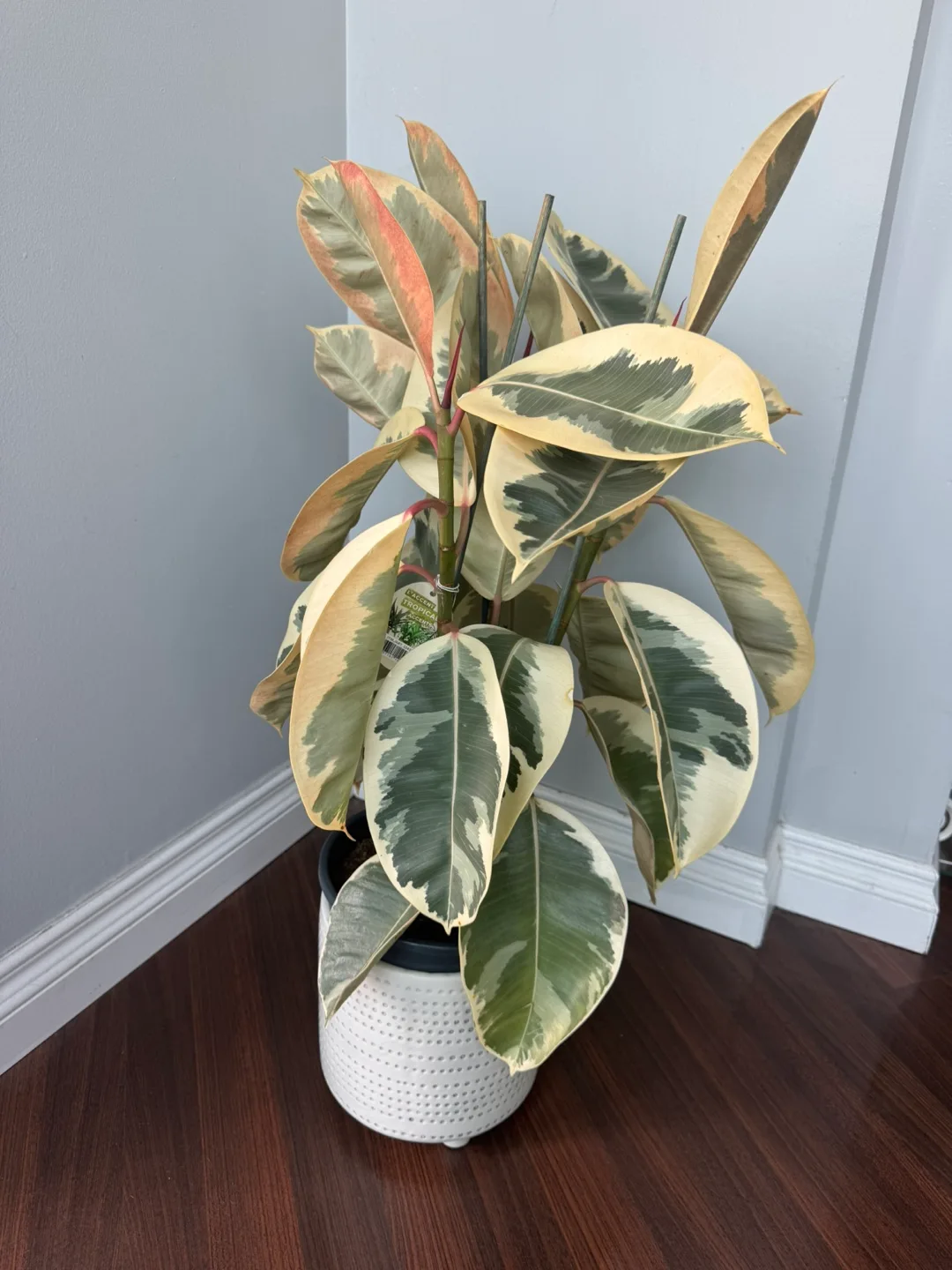 Variegated Rubber Plant image indicator(3)