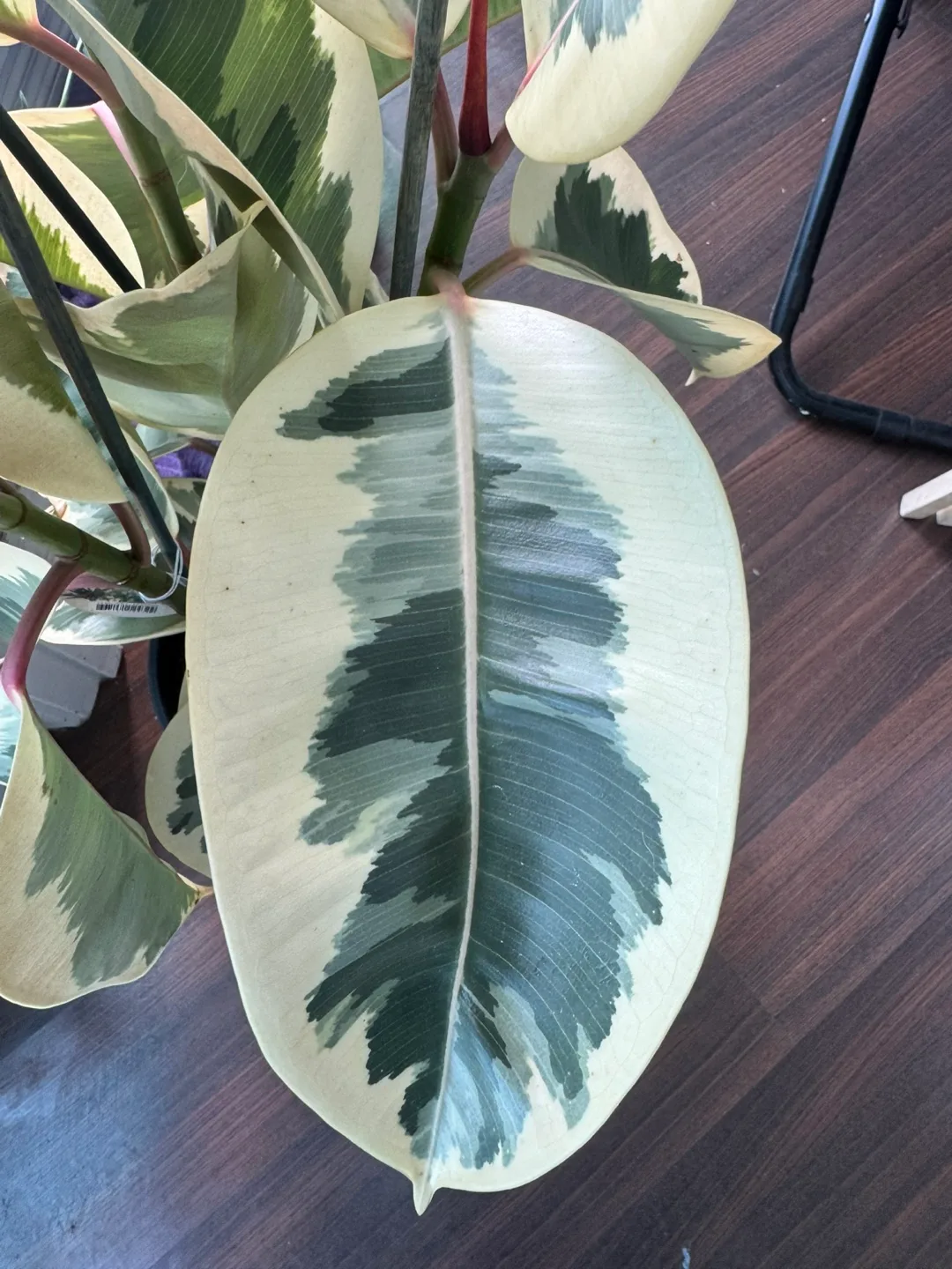 Variegated Rubber Plant image indicator(4)