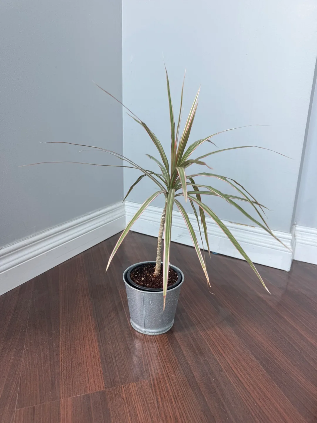 Dracaena Marginata Plant image indicator(2)