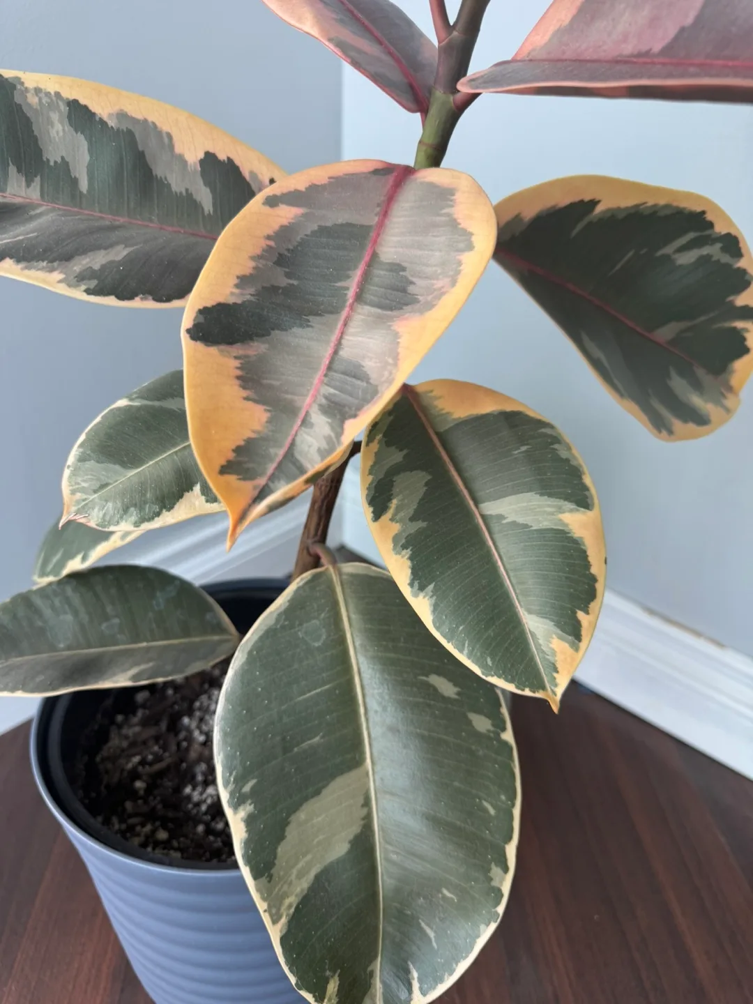Ficus Elastica Ruby Plant- Pink variegation image indicator(3)