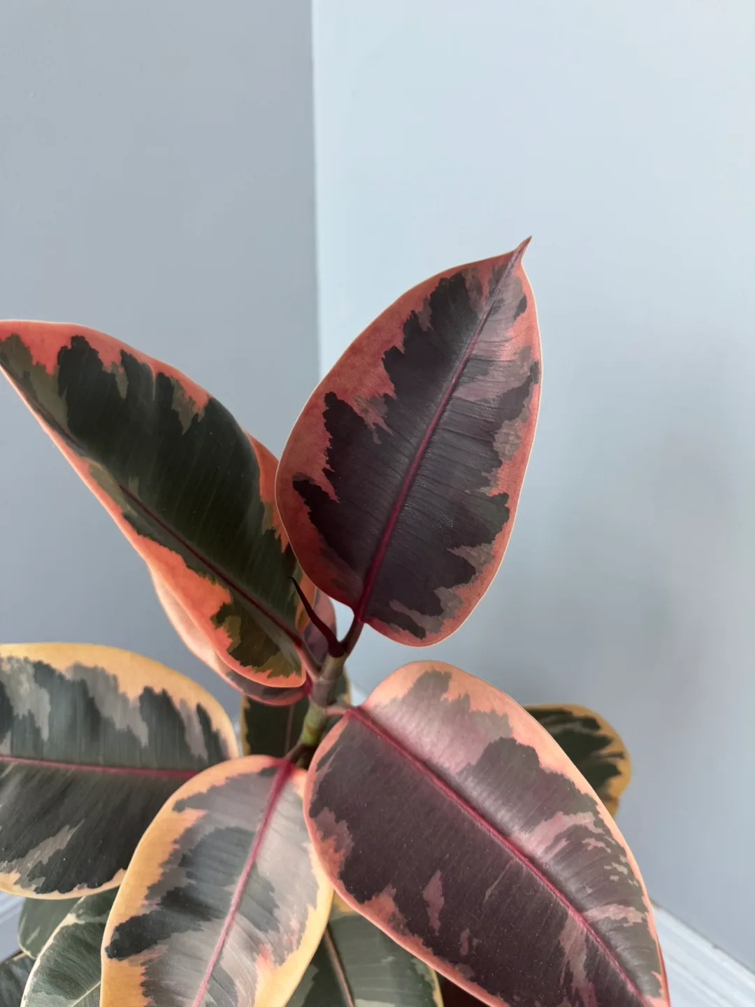 Ficus Elastica Ruby Plant- Pink variegation image indicator(2)