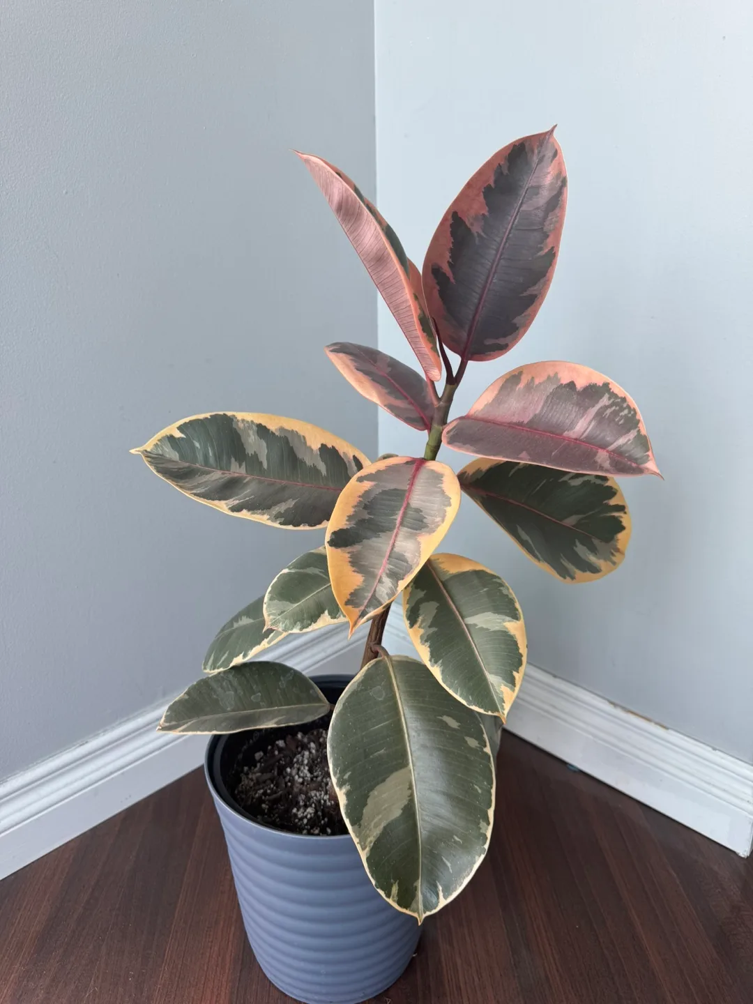 Ficus Elastica Ruby Plant- Pink variegation thumbnail