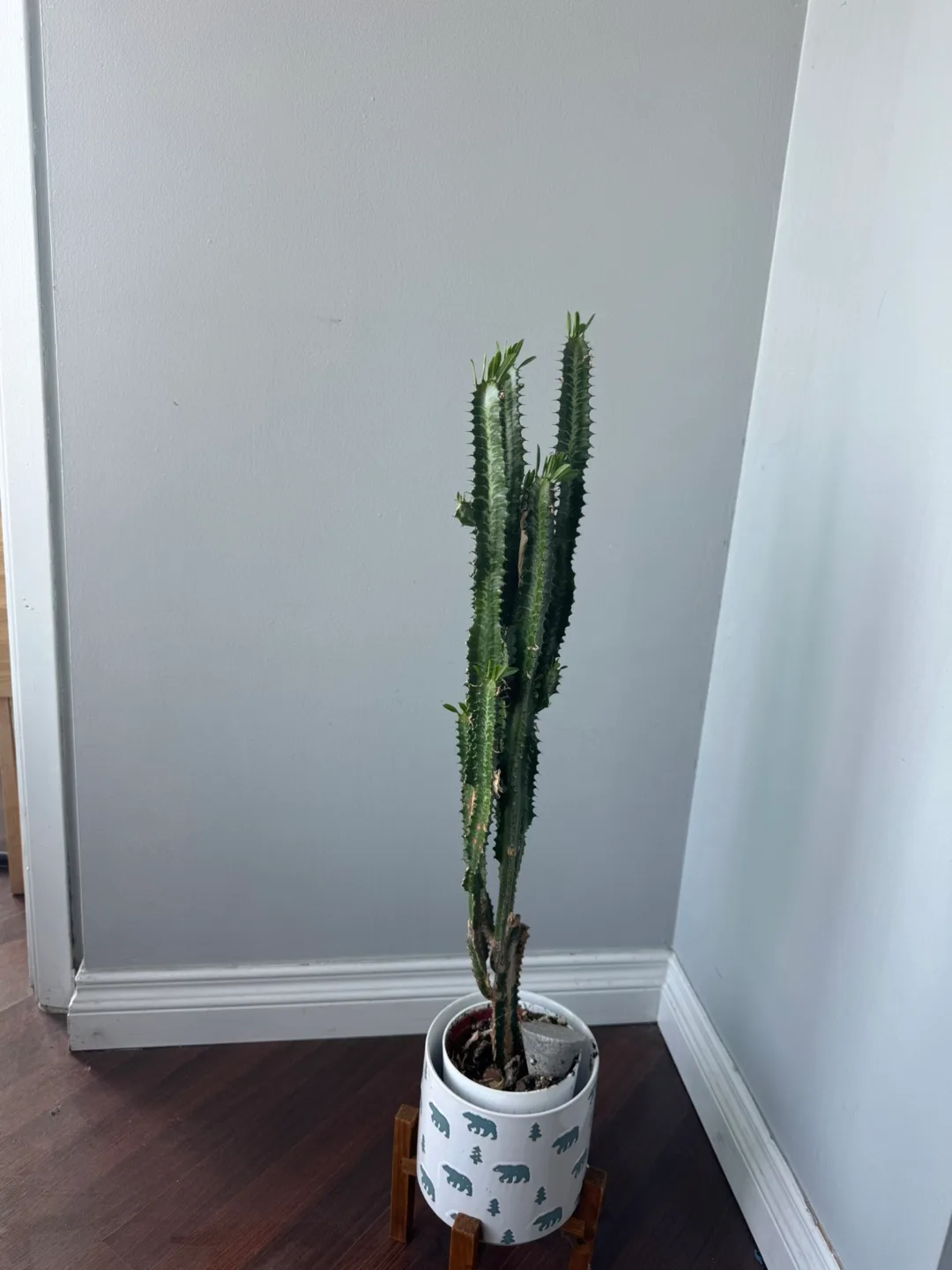 African Milk Tree ( Plant ) image indicator(3)