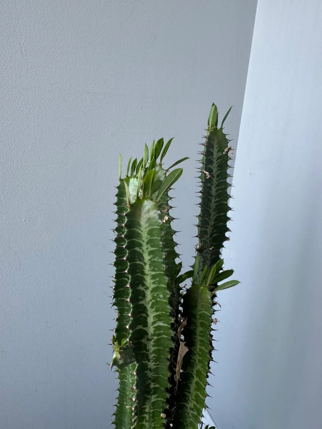 African Milk Tree ( Plant ) image indicator(2)