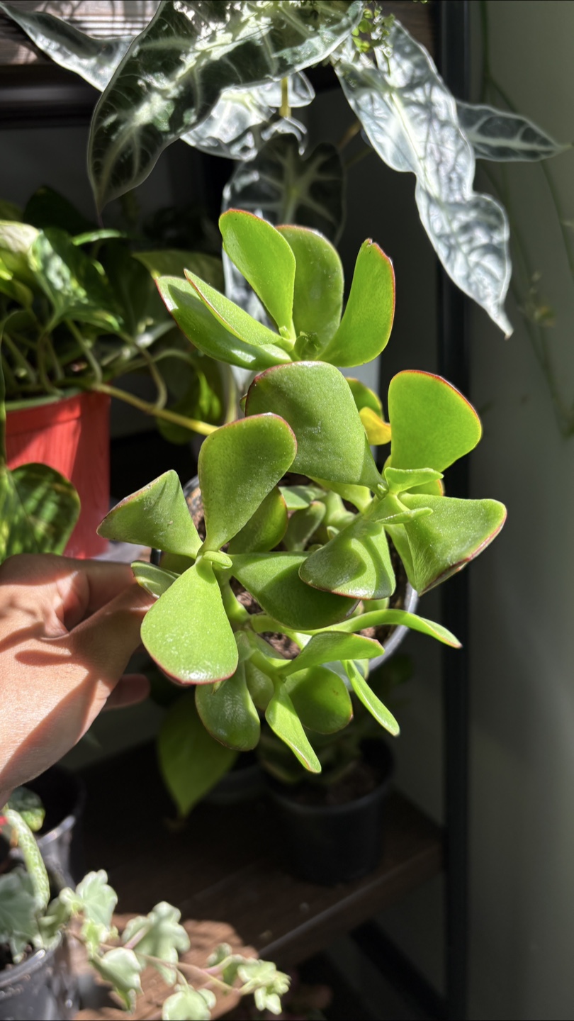 Jade Plant 🌱