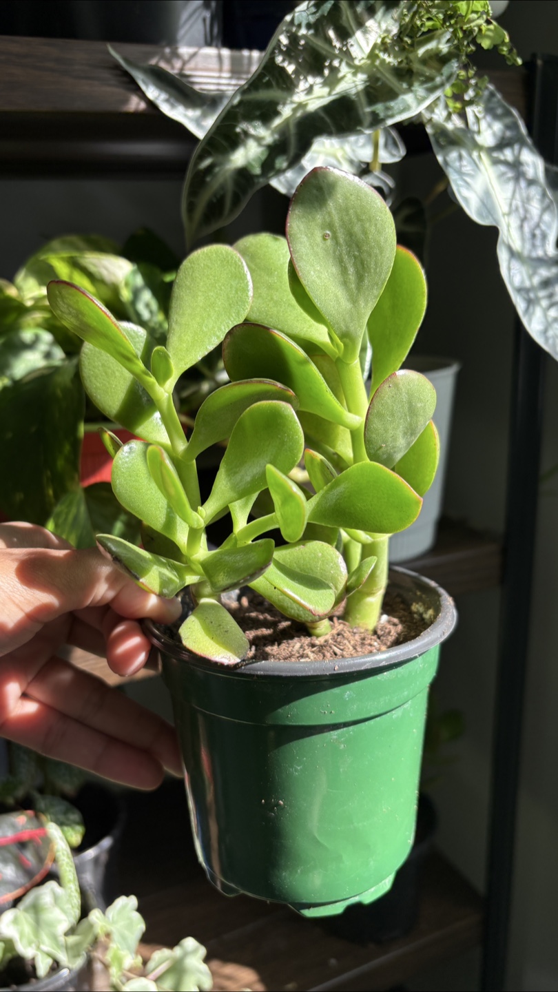 Jade Plant 🌱 - photo 2