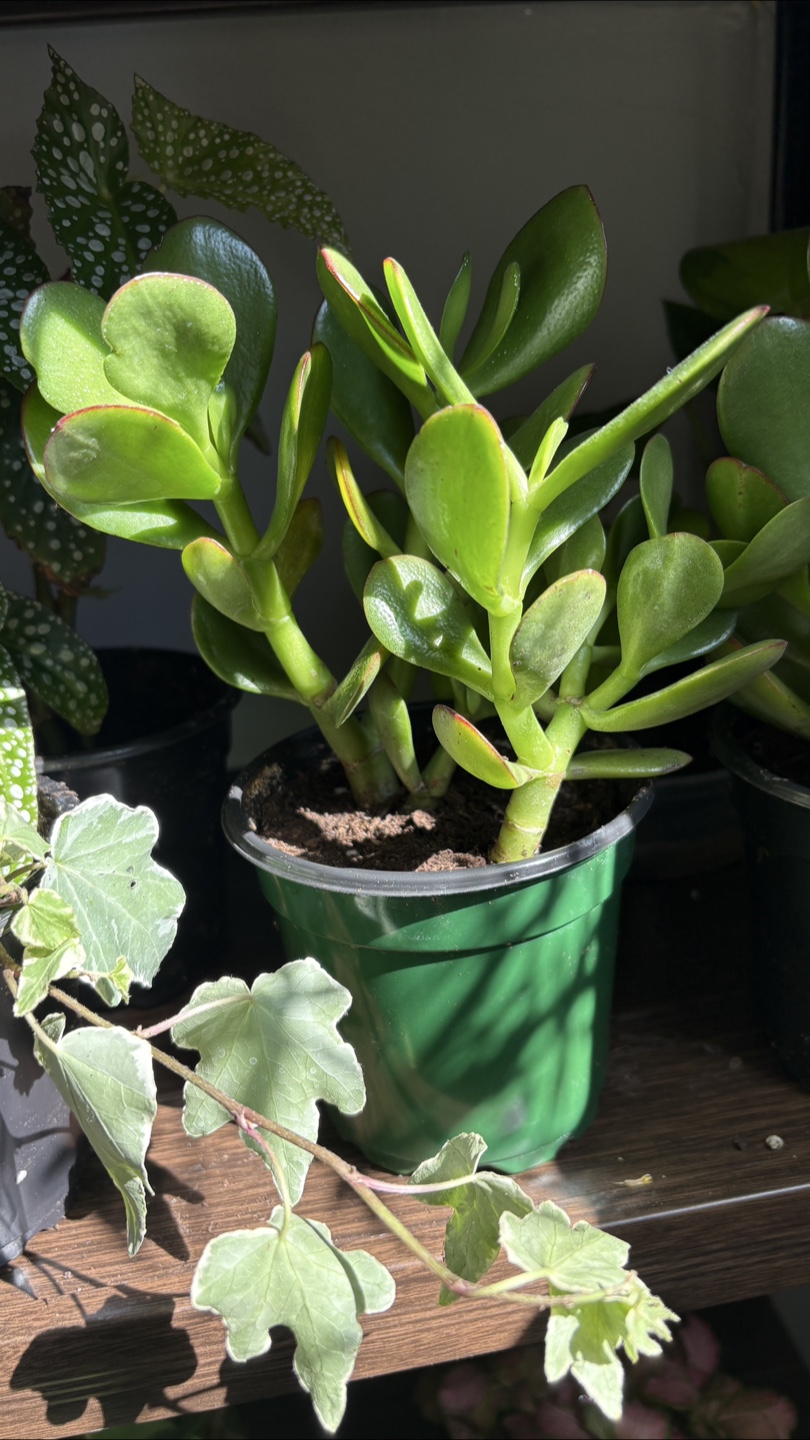 Jade Plant 🌱 - photo 3