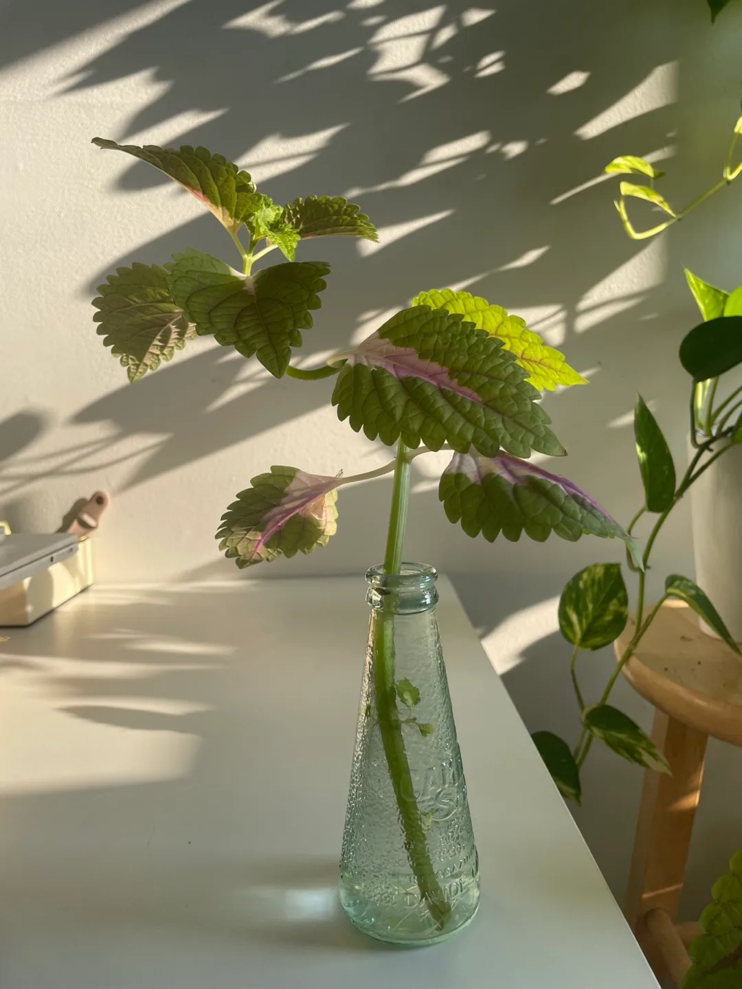 Small Coleus Plant Cutting + Glass image indicator(3)