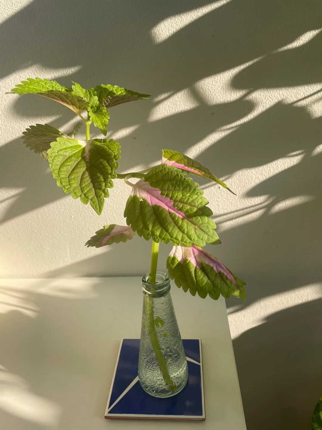 Small Coleus Plant Cutting + Glass image indicator(4)